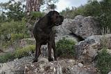 CANE CORSO 148